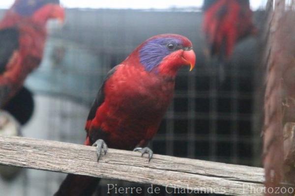 Black-winged lory