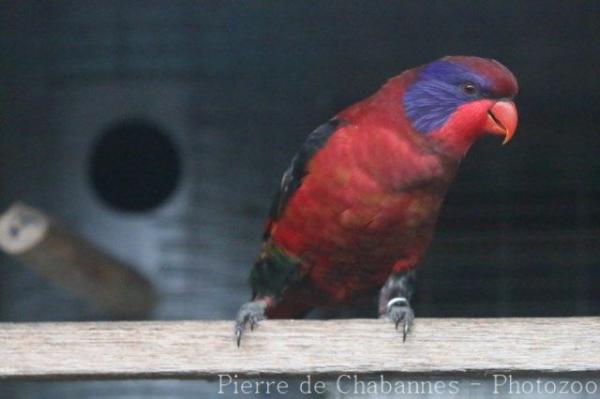 Black-winged lory