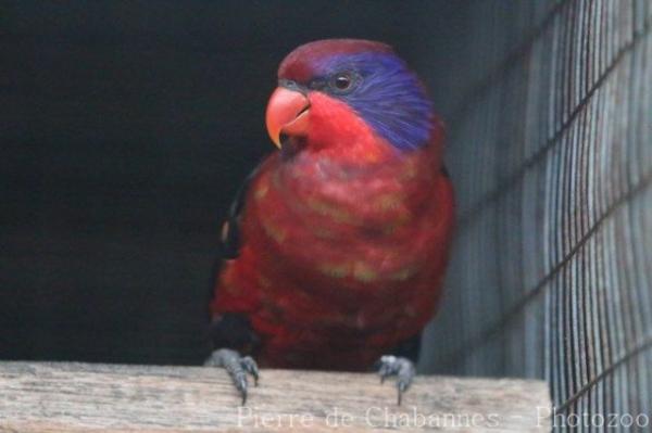 Black-winged lory