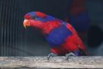 Red-and-blue lory