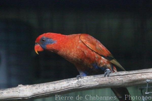 Blue-eared lory