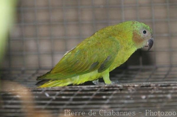 Red-cheeked parrot