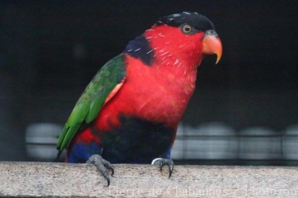 Black-capped lory