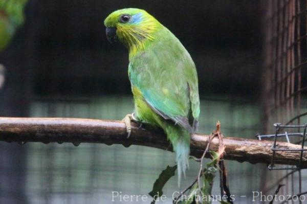 Salvadori's fig-parrot