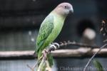 Blue-rumped parrot