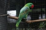 Great-billed parrot