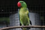 Great-billed parrot