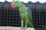 Great-billed parrot