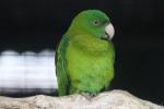 Blue-backed parrot