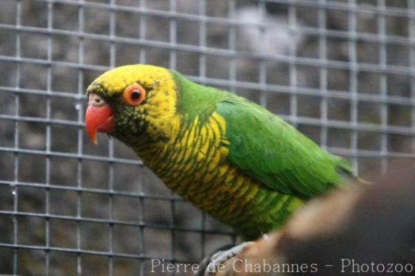 Yellow-and-green lorikeet