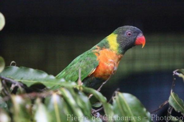 Coconut lorikeet