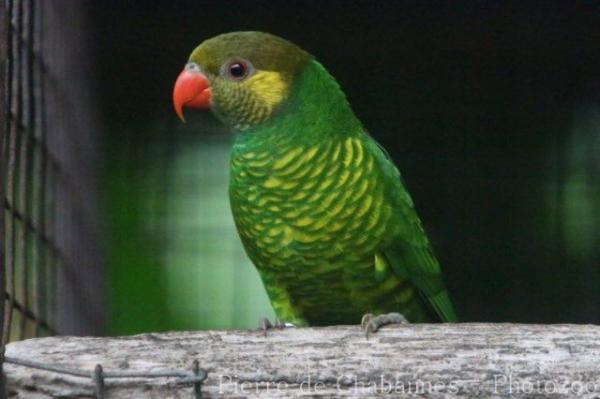 Mustard-capped lorikeet