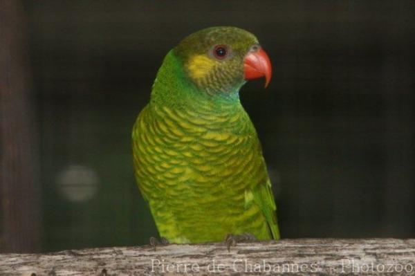 Mustard-capped lorikeet