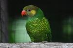 Mustard-capped lorikeet