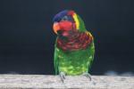 Ornate lorikeet