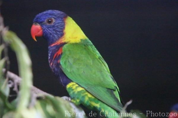 Biak lorikeet