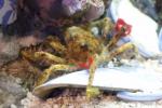 Spider decorator crab