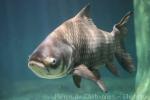 Giant carp