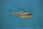 Dog-toothed cardinalfish