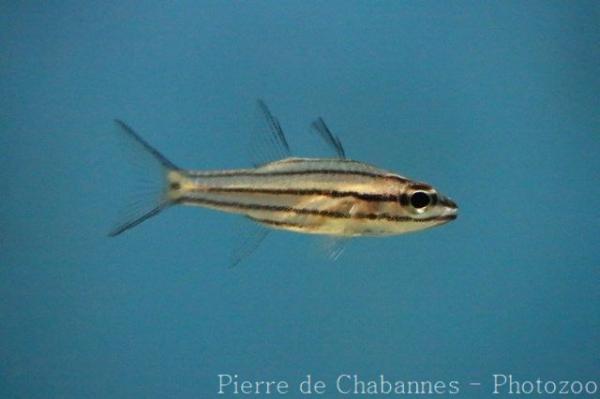 Dog-toothed cardinalfish