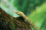 Scribbled pipefish