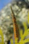 Beady pipefish