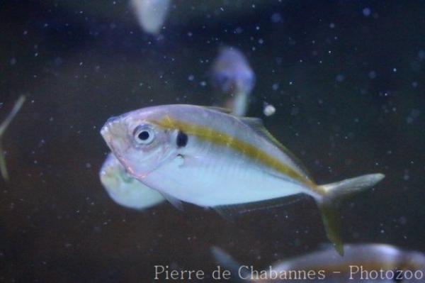 Yellowstripe scad