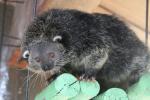 Palawan binturong