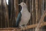 Green imperial-pigeon