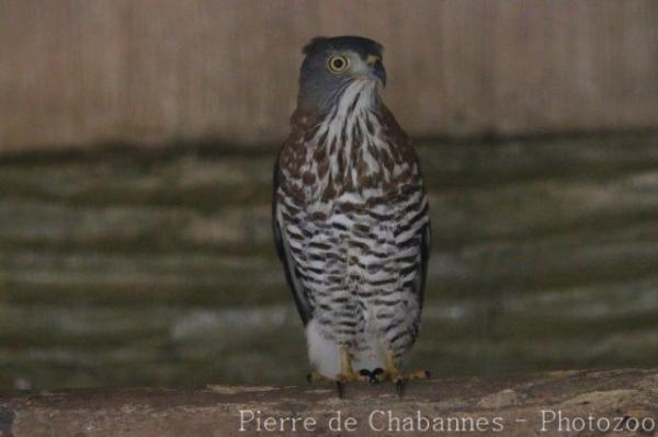 Crested goshawk