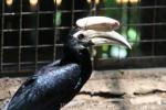 Palawan hornbill