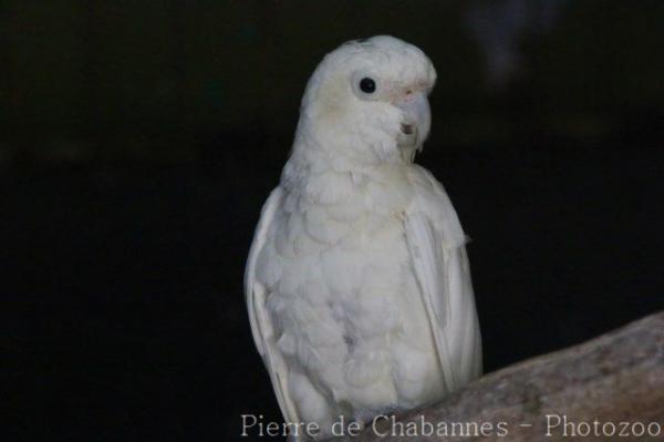 Philippine cockatoo