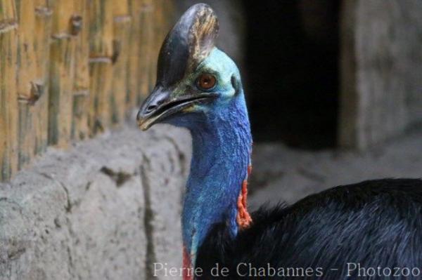 Southern cassowary