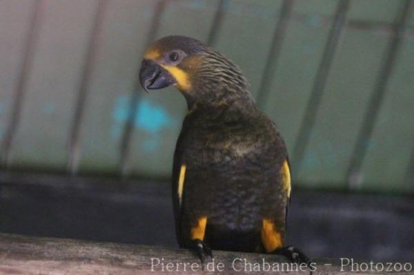 Brown lory