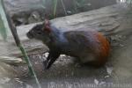 Orange agouti