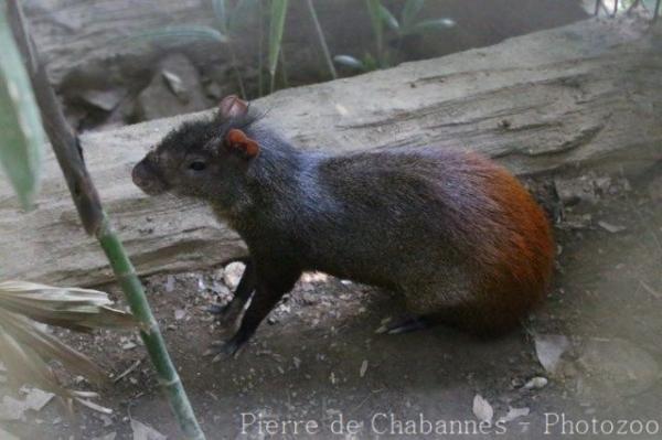 Orange agouti