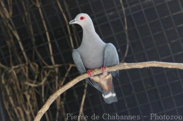 Pinon's imperial-pigeon