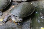 New Guinea snapping turtle