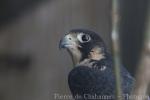 Peregrine falcon