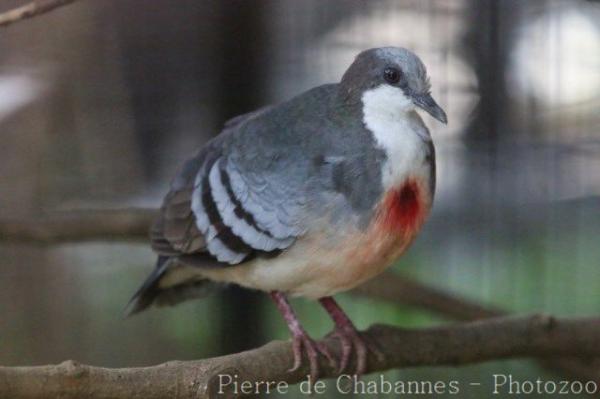 Luzon bleeding-heart