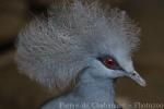 Western crowned-pigeon