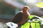 Philippine cuckoo-dove