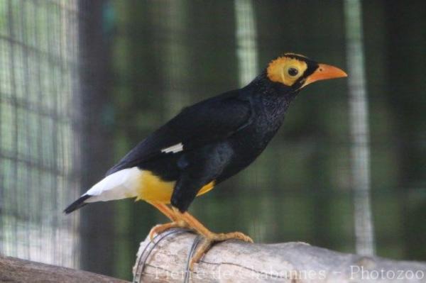 Yellow-faced myna