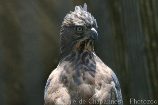 North Philippine hawk-eagle