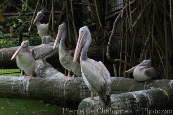 Spot-billed pelican