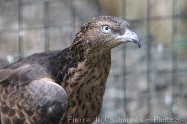 Philippine honey-buzzard