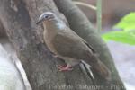 Buff-eared brown-dove