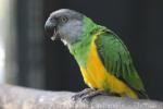 Senegal parrot