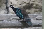 Palawan peacock-pheasant