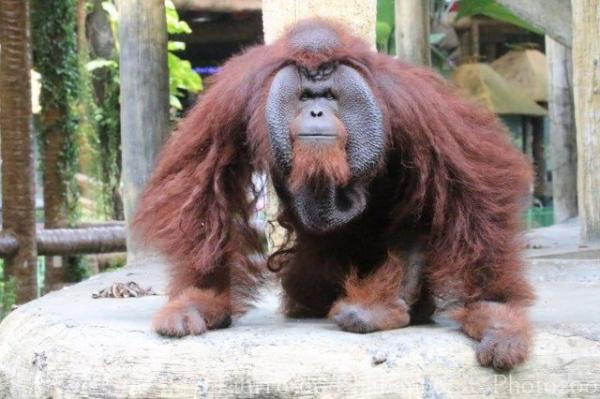 Bornean orang-utan